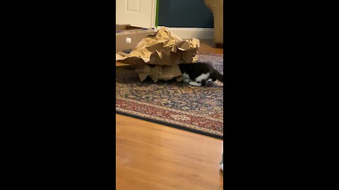 Loki plays with paper