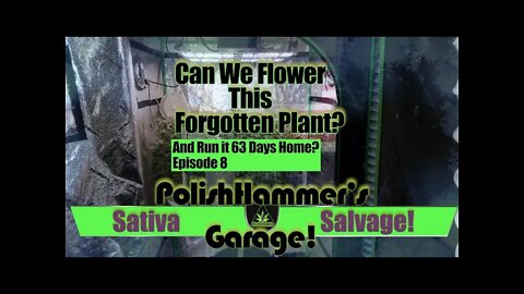 Sativa Salvage Ep 8 "Going Fast again!" 🦅🏁🚗🍑👊🏼💪🏼🔥💨🔨 #GETBACKUP #MAC1 #WEBBGRO #GEEKLIGHT