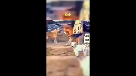 FUNNY VIDEOS VIRAL FUNNY funny videos animals