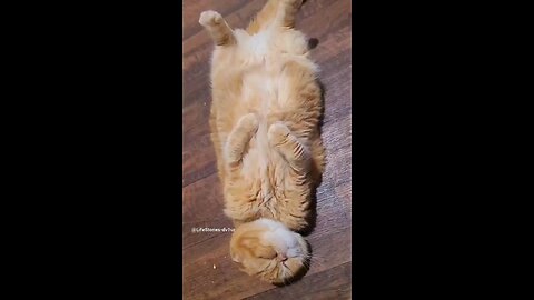 Sleeping cat #catlover #shorts #short #viral #cute