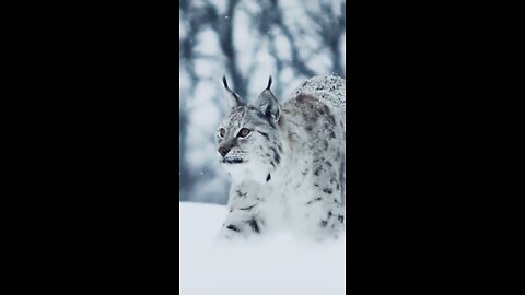 Who is better prepared for the winter than this lynx!