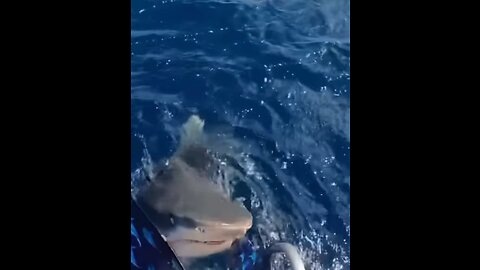 Scary shark attack