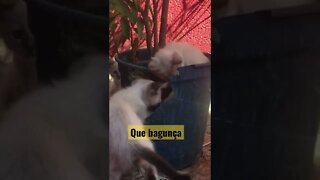 Não dão sossego? #pets