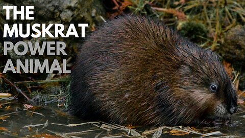 The Muskrat Power Animal