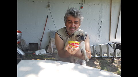 Pugs and Me against Stinky Surströmming Fish