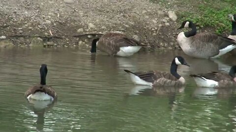 Geese Near Water Shore