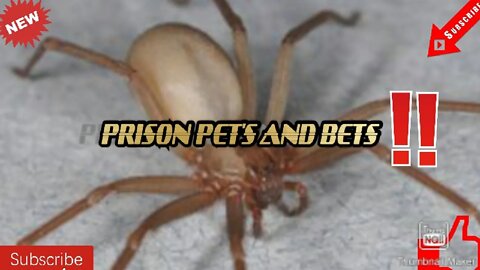 PRISON SPIDERS AND SUPERSTITION'S(Watch to the end and comment)