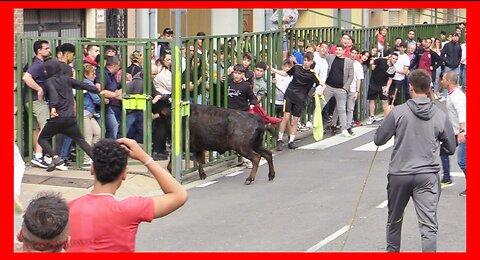 QUEL ( LA RIOJA ) TARDE VACAS CALLE ( SABADO 29 ABRIL 2023 ) GANAD.ALFONSO BASARTE