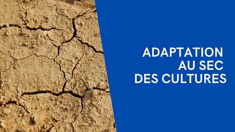 Adaptation au sec des cultures