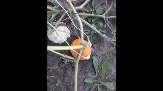 Super Cute Orange Gourd September 2021