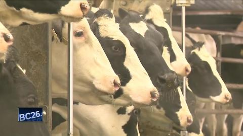 Researchers say happiness turns dairy cows into cash cows