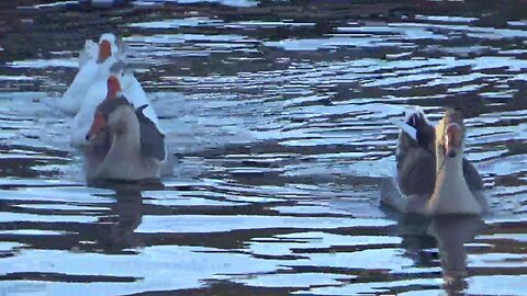 Gull and Geese on Lake in December