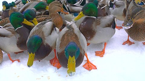 Two Days of Short Arctic Mallard Duck Hand Feedings