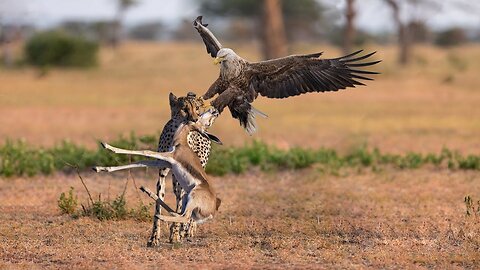 The Eagle Dies While Hunting Octopus In The Ocean