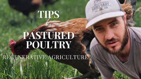 Management Tips for Pastured Poultry!