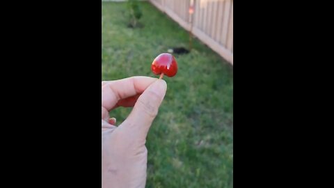 Sweet cherry tree only grew five cherries, picked one and ate it, others eaten by animals