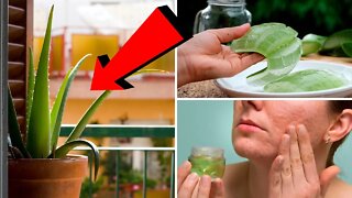 Use BABOSA: ANTI RUGAS, MANCHAS de PELE, ACNE - 7 Receitas para o Rosto