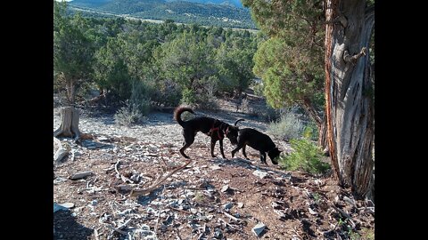 Mancos/Cortez Colorado BLM Camping review