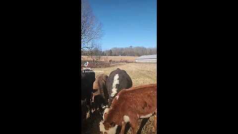 Happy cows