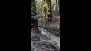 Redwoods at the Creek