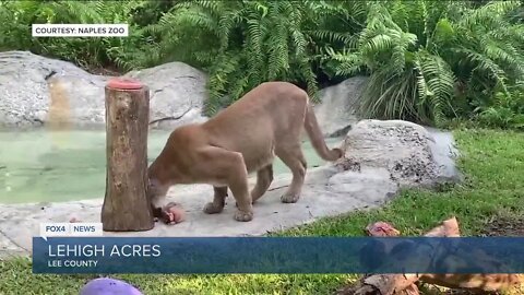 Twenty-One Florida Panther deaths