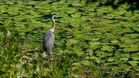 Jezero Jarun prekriveno je lopočima