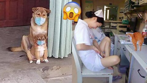 Funniest Videos 2022 😂 Funny Cats 🐱 and Dogs 🐶