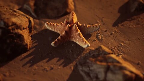 Starfish on sandy beach at sunset