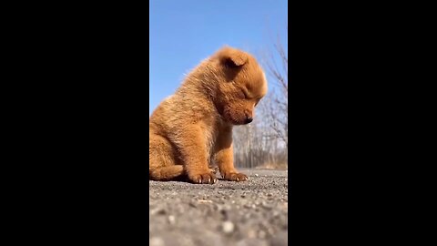 sleepy cute dog in street