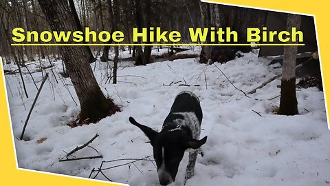 Quick Snowshoe Hike & Talk (New Son & Dog)