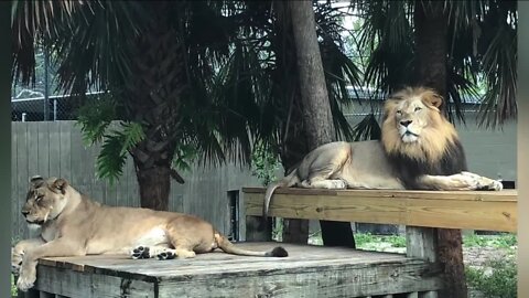 Lion triplets leaving the zoo