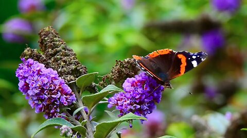 "The Beauty and Benefits of the Nanho Purple Butterfly Bush"