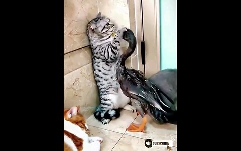 cute_*cat_*vs_*duckling_Lovely_*funniest_*Fight_🙈😱🤣🤣