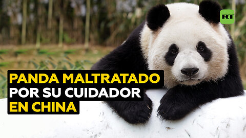 Cuidador golpea a un panda en un parque científico chino