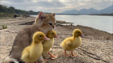 The kitten takes three ducklings on an outdoor trip! happy duck🐥😽