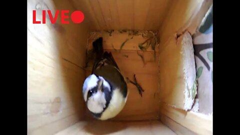 Live Bluetit Nest Building - Peterborough, UK