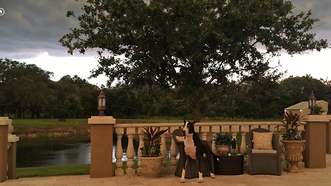 Great Dane casually sits on patio chair awaiting thunderstorm.