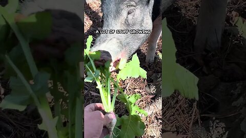 This Overlooked Benefit of Daikon Radish #pasturedpigs #covercrops #soilhealth