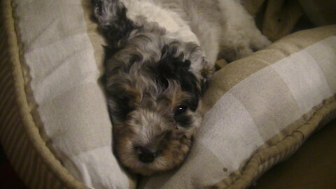 Cavapoos of all different colors even a super rare Merle with king Charles mix too