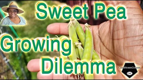 #sweetpeas #growingvegetable #dilemmas - #catshobbycorner