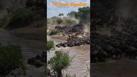 Migrating Wildebeest Cross The Mara River #shorts #giveityourbestshort