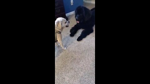 puggle vs Newfoundland fight