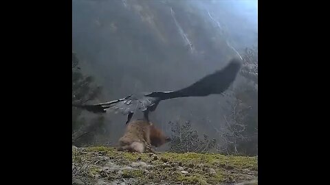 Amazing Video | Eagle Hunt Fox