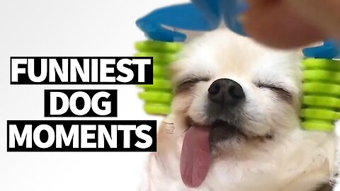 Best funny reaction video #funniestanimal