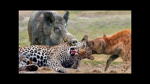 animals video I wild animals hunting animal attack