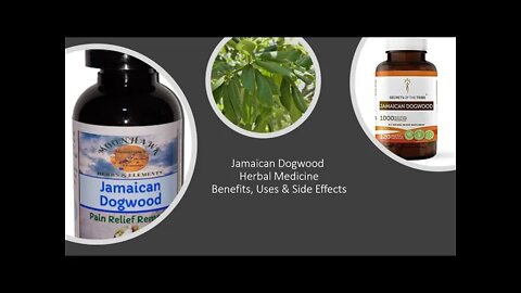 Jamaican Dogwood - Herbal Medicine - Benefits, Uses & Side Effects