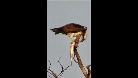 Bird eaten on a top tree