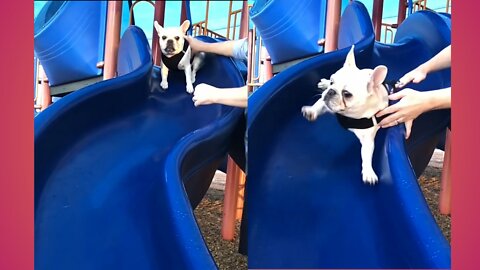 Dog enjoying | on sleepy swing | #pets #rumble #viralvideo #Entertainment #rumbletube #dog