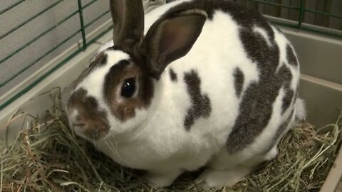 Sniffing Bunny Shelter