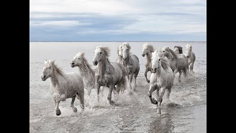 National Geographic Documentary : Horses Amazing Story about this wonderful creature